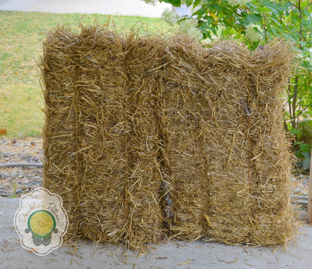 Garden Elements Straw Bale by Shady Creek Farm, Perfect for Fall Decor,  Parties, Animal Feed (20-24)
