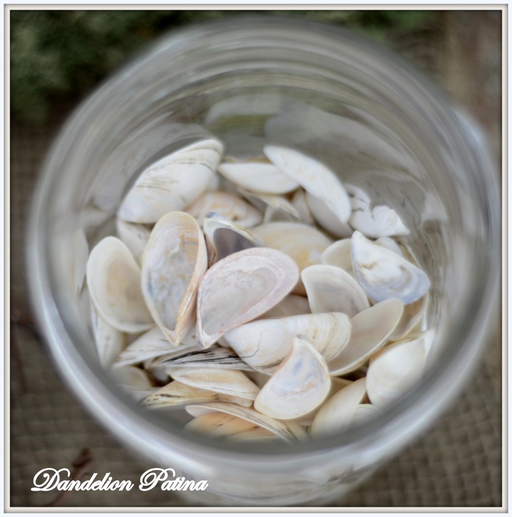 zebra mussel shells