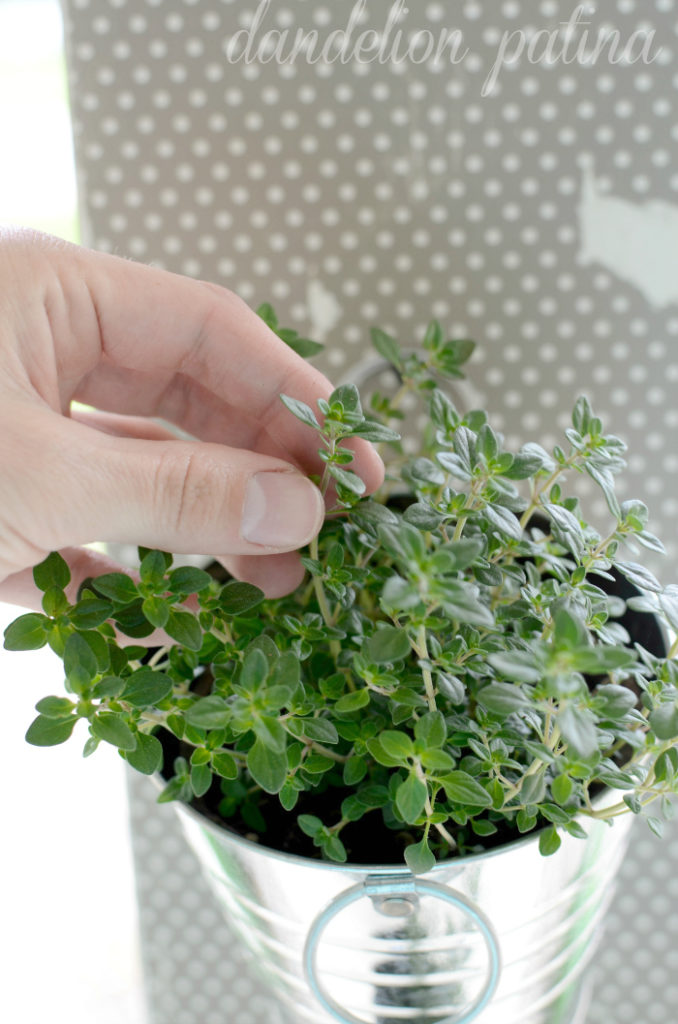 Create your own DIY hanging herb garden by dandelion patina with just a few simple supplies and some creativity