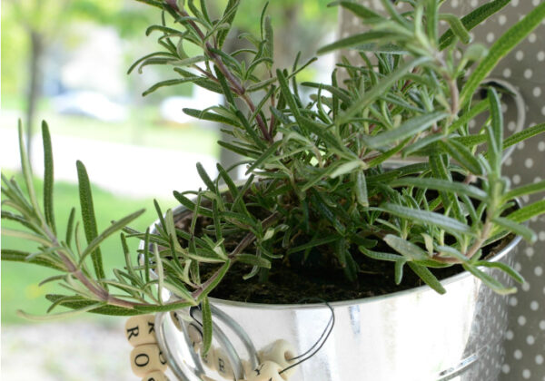 DIY hanging herb garden by dandelion patina